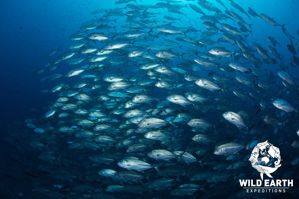 Jackfish 'Storm' - Philippines & Palau - Wild Earth Expeditions