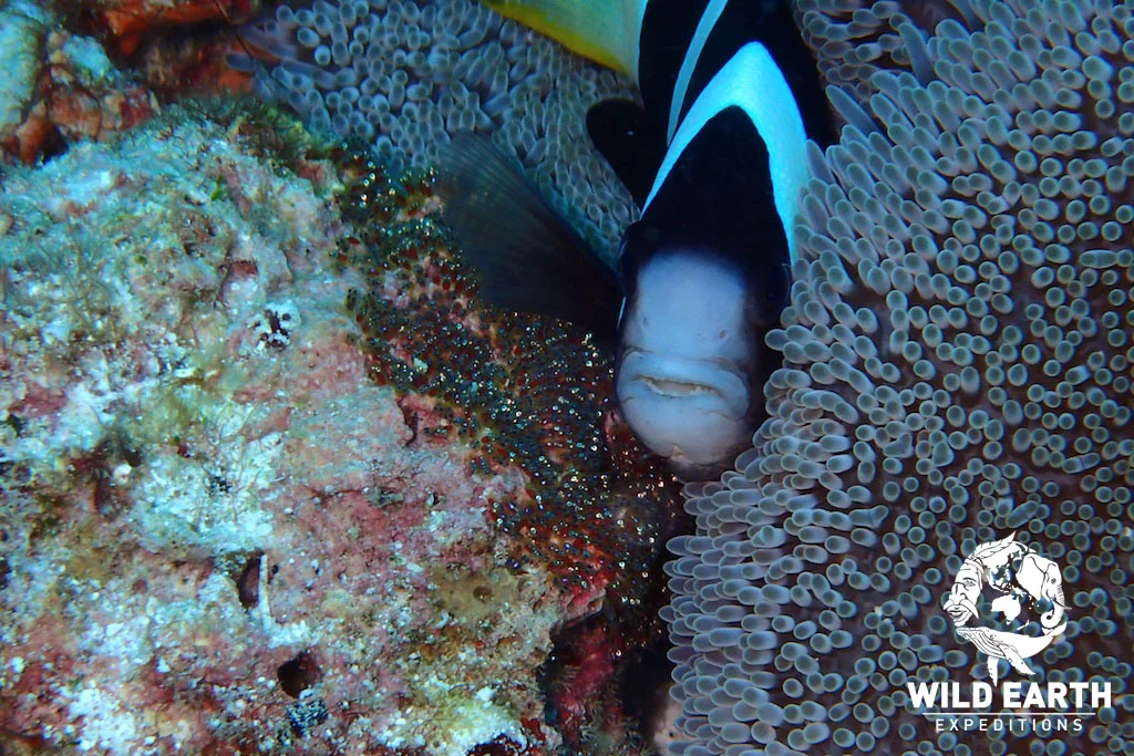 PHL_Balicasag-UW-Turtle-Point-©18-Robin-Aiello-026.jpg