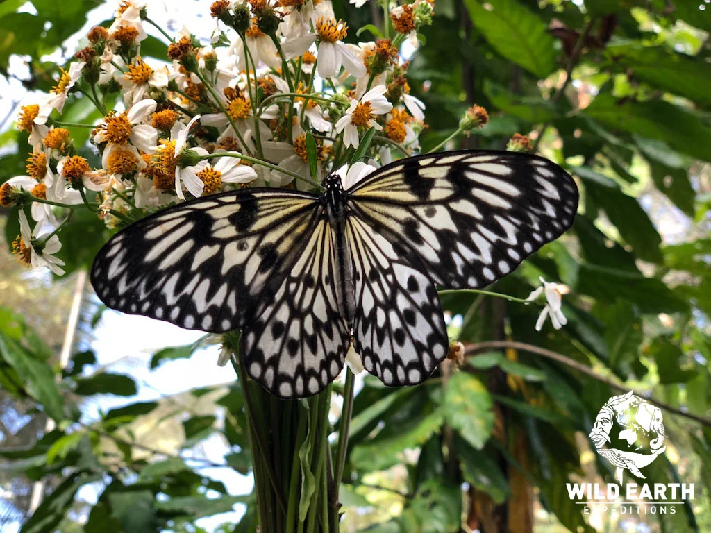 Butterfly - Philippines - Wild Earth Expeditions