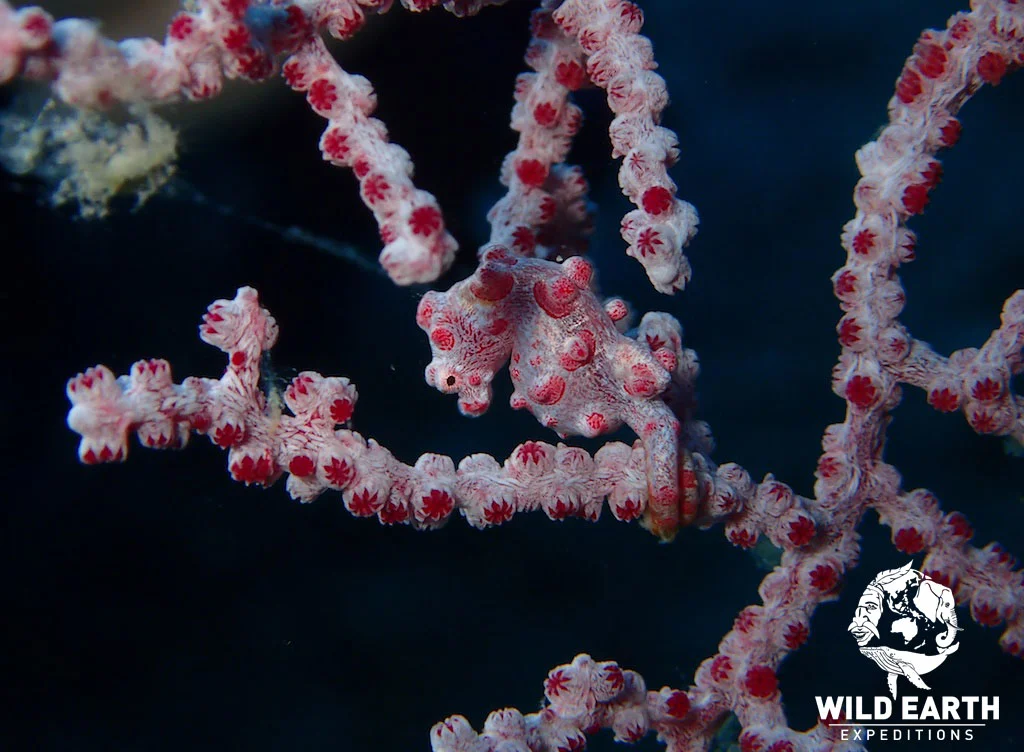 PHL_Dauin-UW-Atmosphere-House-Reef-©18-Robin-Aiello-001.jpg