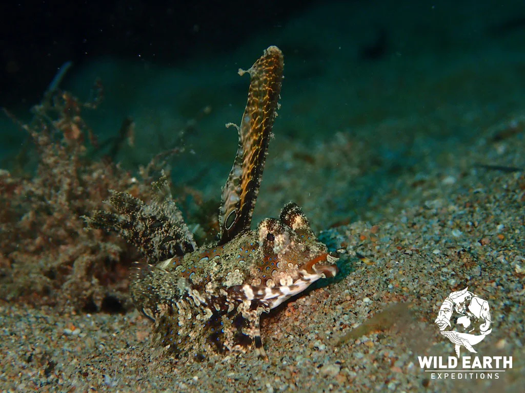 Muck diving - Philippines - Wild Earth Expeditions