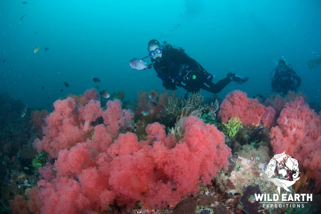 PHL_Malapasqua-Island-UW-Deep-Rock-©18-Natalia-Baechtold-061.jpg