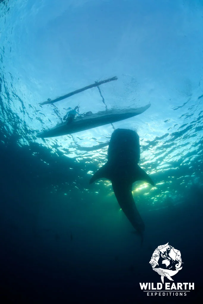 Whale Shark Encounters - Philippines - Wild Earth Expeditions