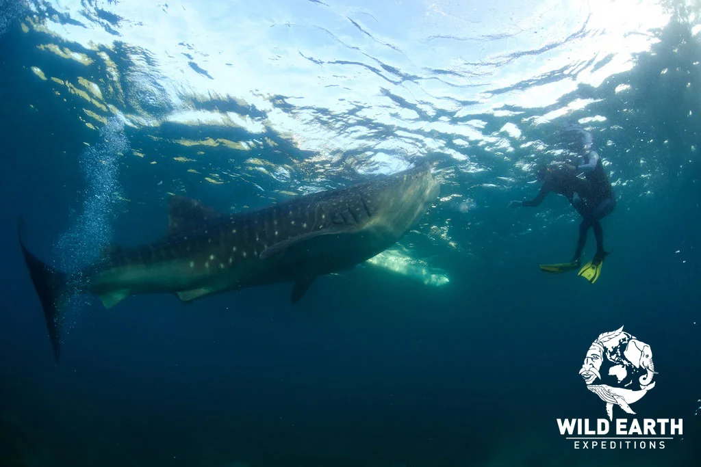 'Eye to eye' with a Whale Shark - Philippines - Wild Earth Expeditions