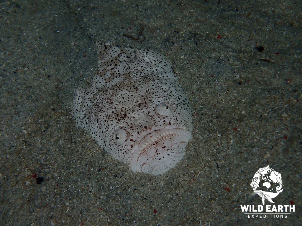 PHL_Philippines-UW-Critters-©18-Arddyn-Moolman-082.jpg
