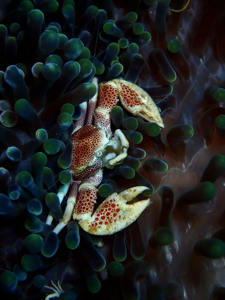 PHL_Philippines-UW-Critters-©18-Arddyn-Moolman-121.jpg