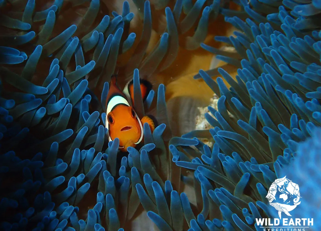 Clown fish - Philippines - Wild Earth Expeditions