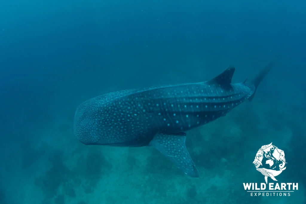 Whale Shark - Philippines - Wild Earth Expeditions