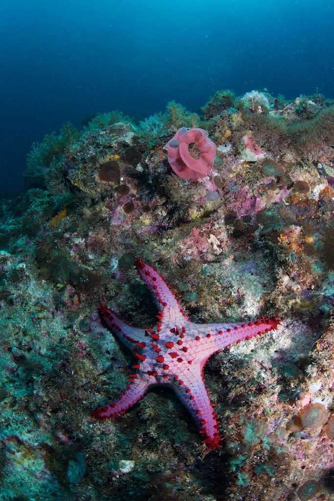 PHP_Malapasqua-Is-UW-Gato-Island-©18-Natalia-Baechtold-243.jpg