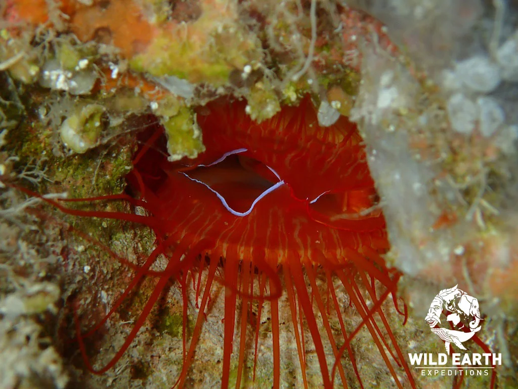 PLW_Ngemelis-UW-Blue-Holes-©18-Robin-Aiello-009.jpg