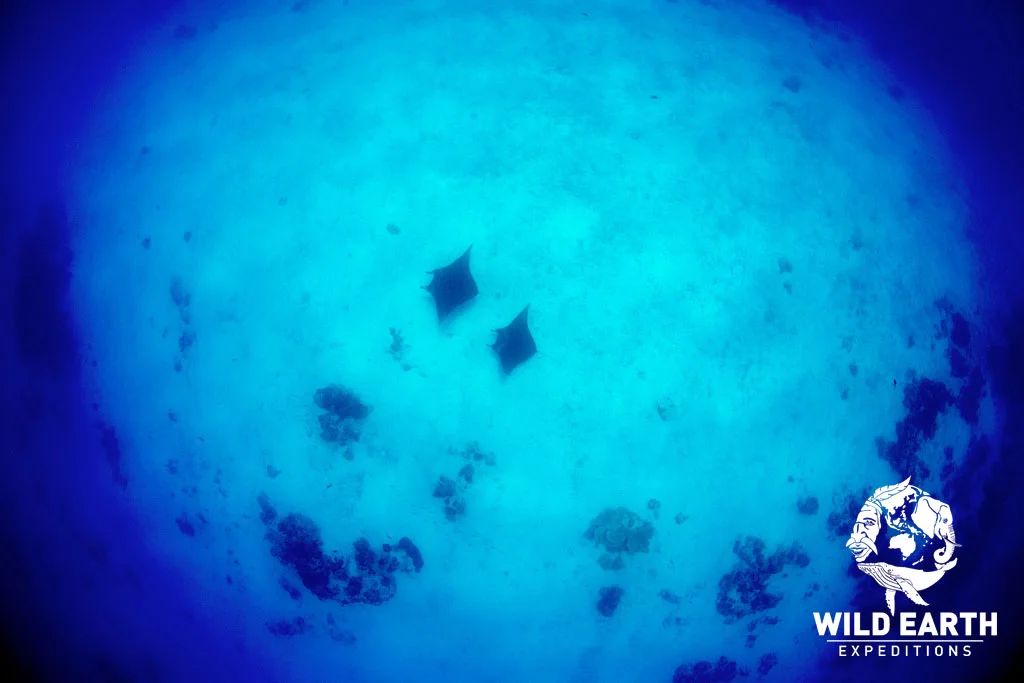 Manta Rays - Palau - Wild Earth Expeditions
