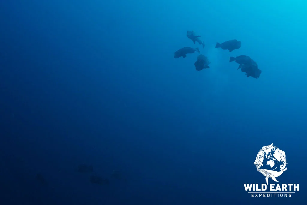 Bumphead Parrotfish Spawning - Palau - Wild Earth Expeditions
