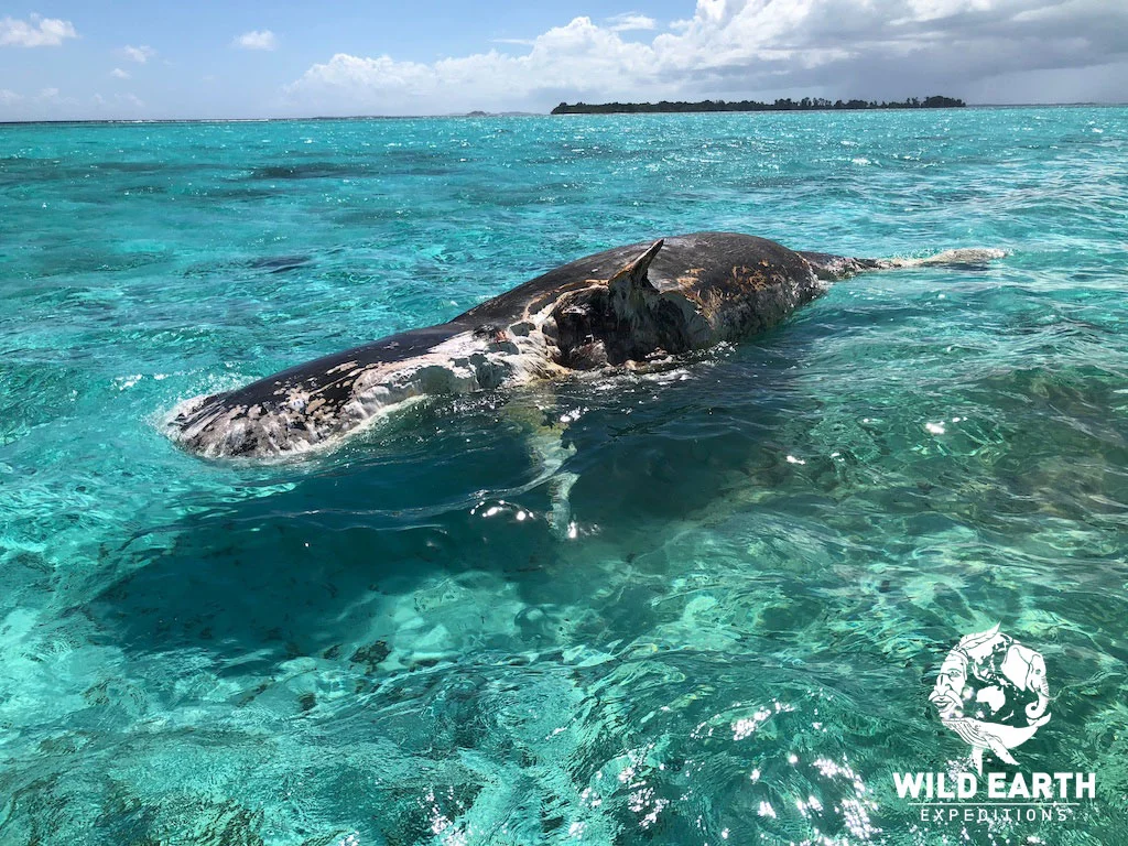 Humpback whale carcass after Tiger Shark feeding - Palau - Wild Earth Expeditions