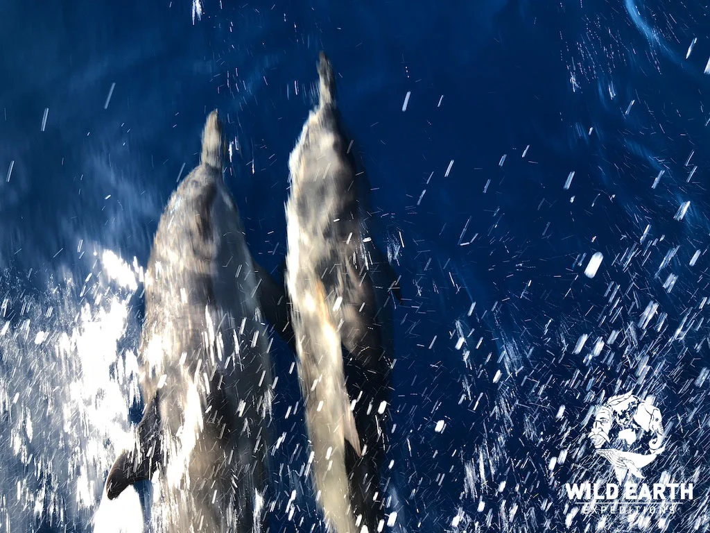 Our dolphin escorts - Palau - Wild Earth Expeditions