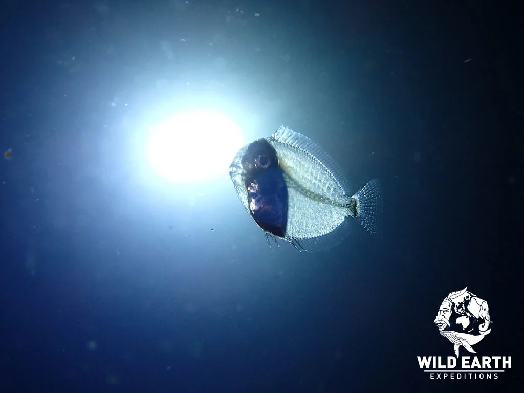 PLW_Turtle-Cove-UW-Black-Water-Dive-©18-Robin-Aiello-001.jpg