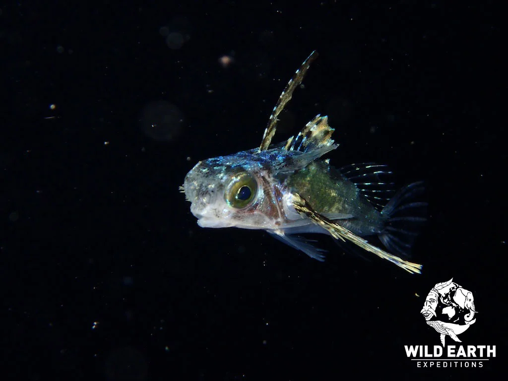 PLW_Turtle-Cove-UW-Black-Water-Dive-©18-Robin-Aiello-017.jpg