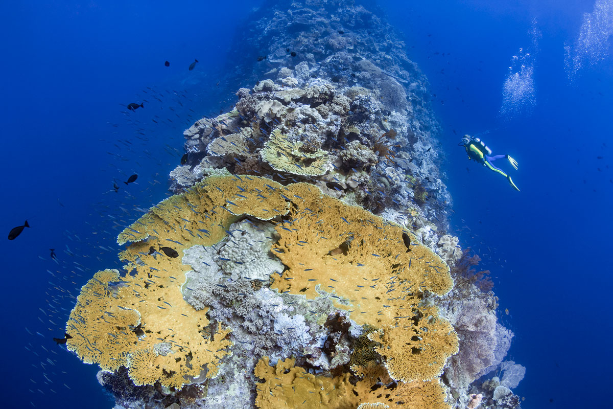 IDN_Wakatobi-Resort-Blade-Reef-©-Wakatobi-Resort-R4A0638a.jpg