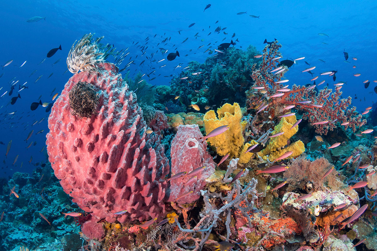 IDN_Wakatobi-Resort-House-Reef-©-Wakatobi-Resort-WS002.jpg