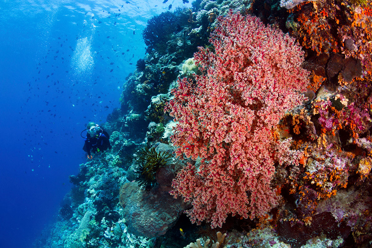IDN_Wakatobi-Resort-Reef-©-Wakatobi-Resort-WS007.jpg