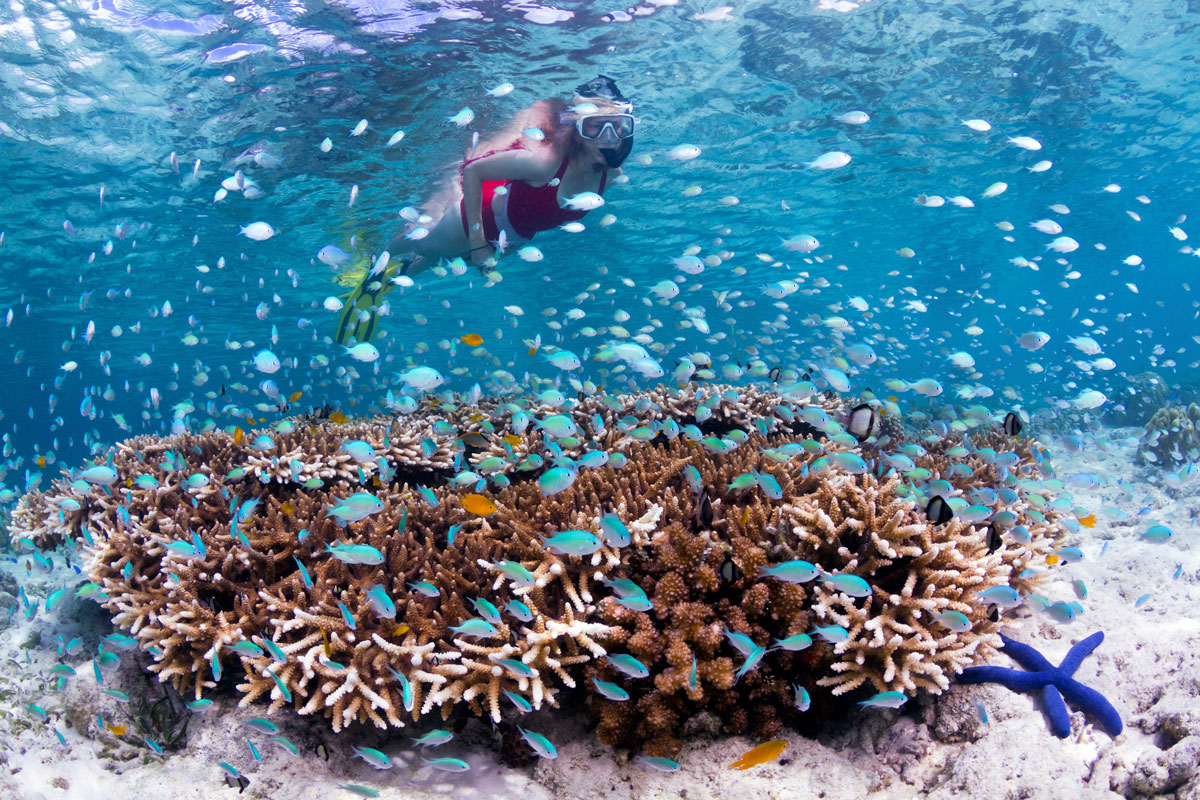 IDN_Wakatobi-Resort-Reef-Snorkeler-©-Wakatobi-Resort-Walt-Stearns.jpg