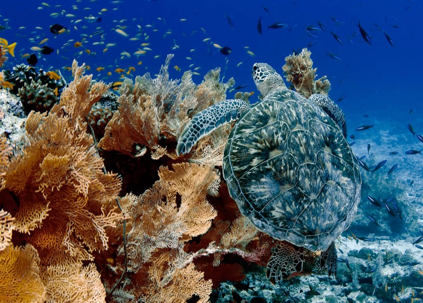alphonse-island-marinelife-turtle-3.jpeg
