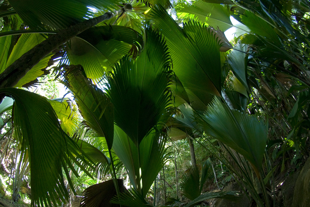 SYC_Praslin-©08-Thomas-Baechtold-0098.jpg