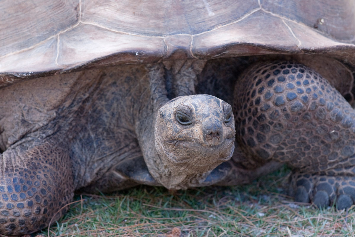 SYC_Aldabra-©08-Thomas-Baechtold-0027.jpg