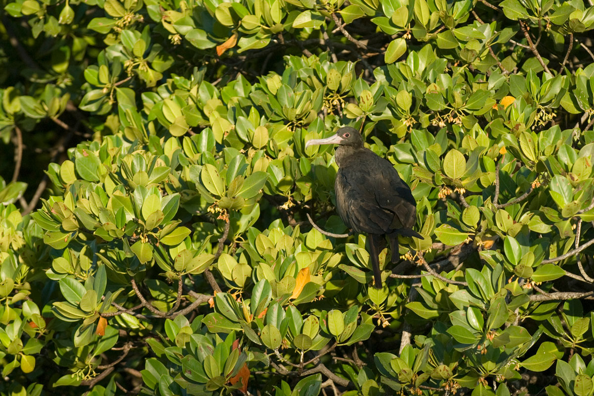 SYC_Aldabra-©08-Thomas-Baechtold-0154.jpg