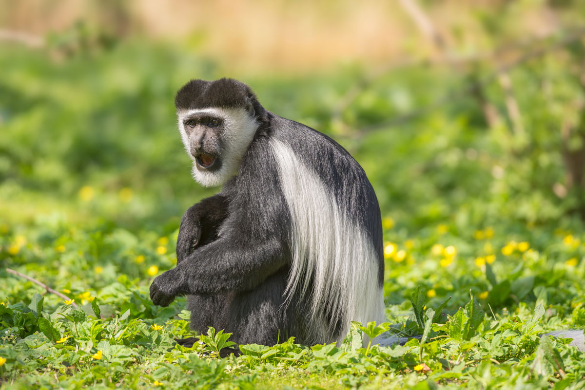ETH_Ethiopa-Colombus-Monkey-©-AdobeStock_86149494.jpg