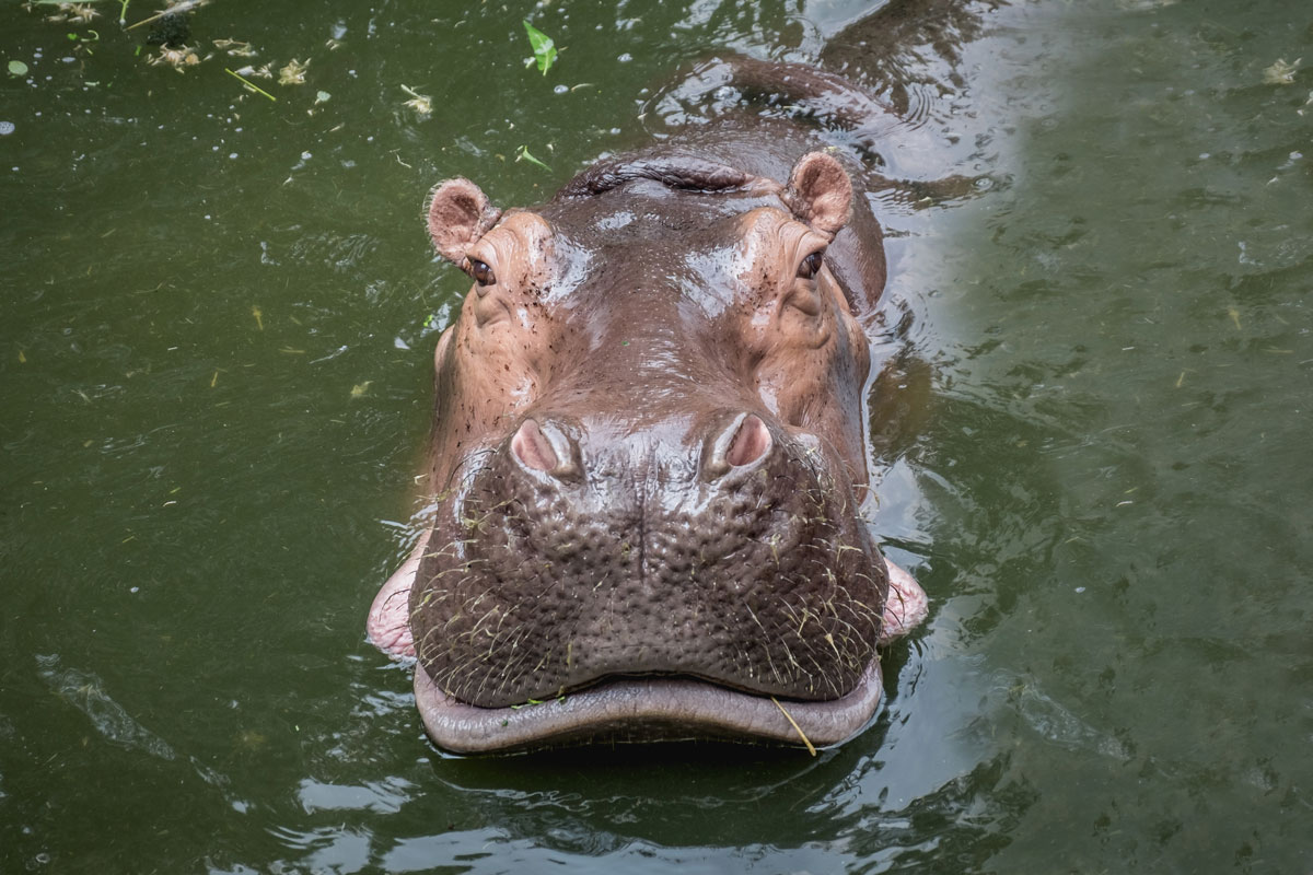 ETH_Ethiopa-Hippo-©-AdobeStock_110412311.jpg