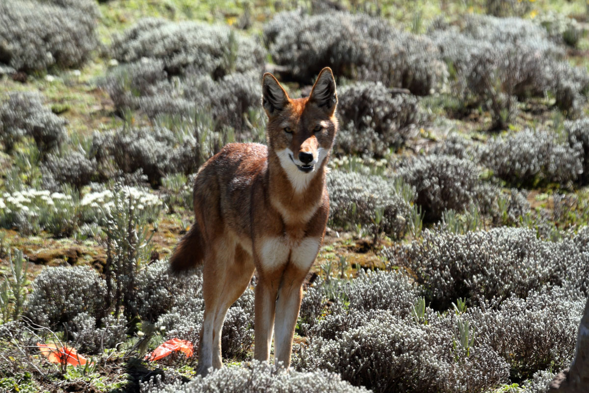 ETH_Ethiopia-Gale-Wolf-©-AdobeStock_143645299.jpg