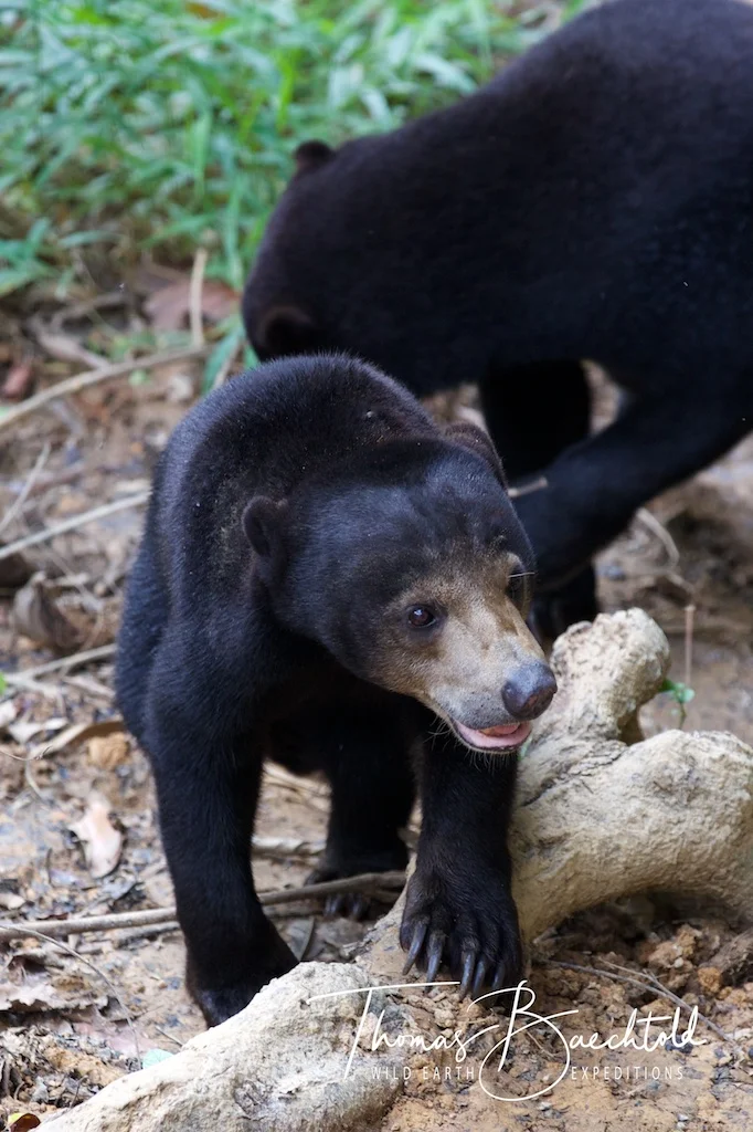 Sun Bear, Sepilok - Borneo - Wild Earth Expeditions