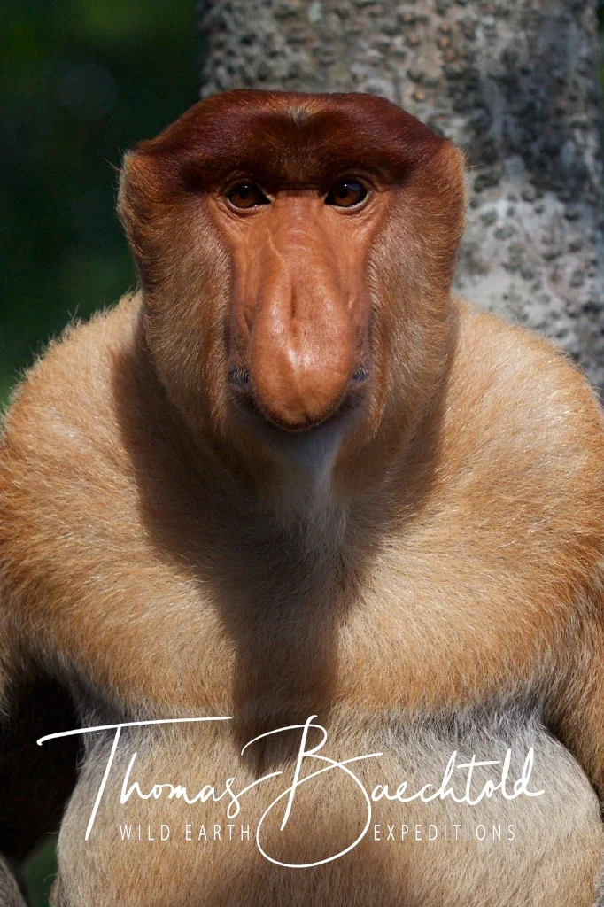 Proboscis monkey in Labuk bay - Borneo - Wild Earth Expeditions