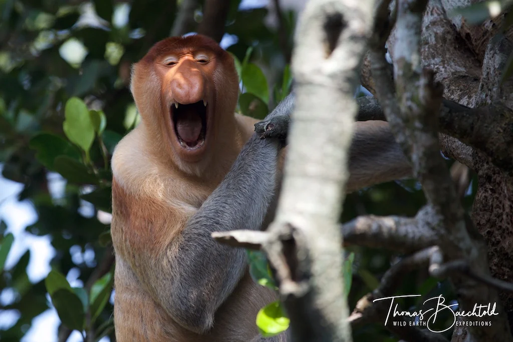 Proboscis Monkey in Labuk Bay - Borneo - Wild Earth Expeditions