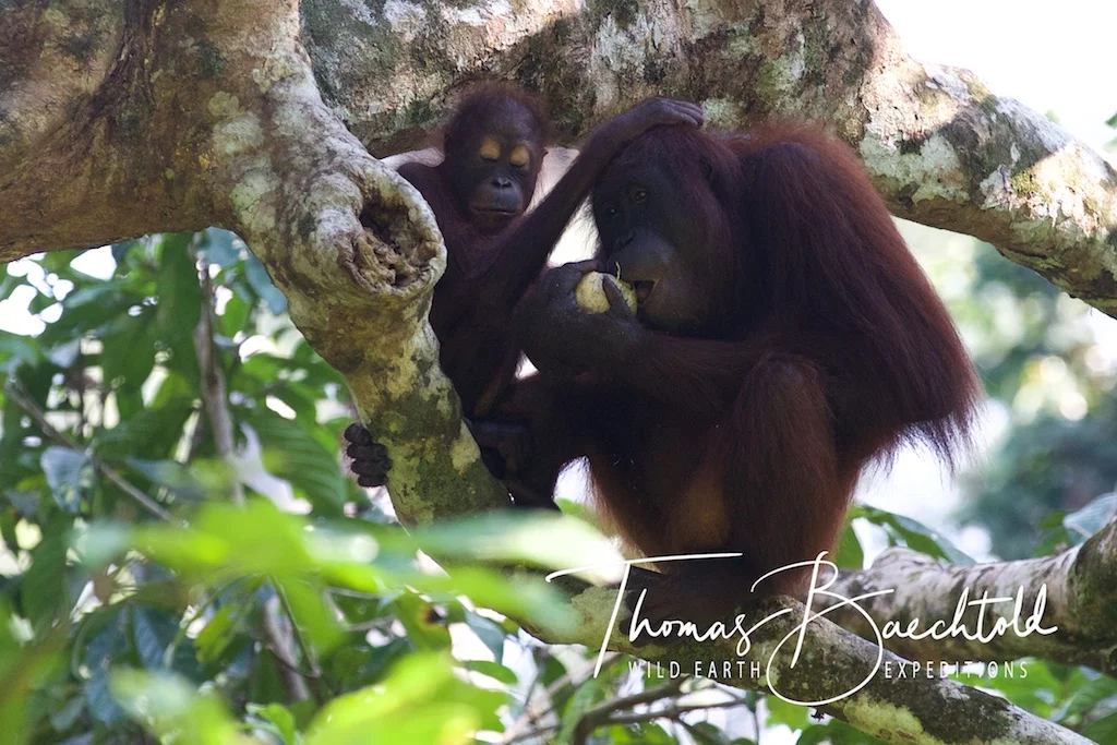 Mother and baby Orangutan in Danum Valley - Borneo - Wild Earth Expeditions