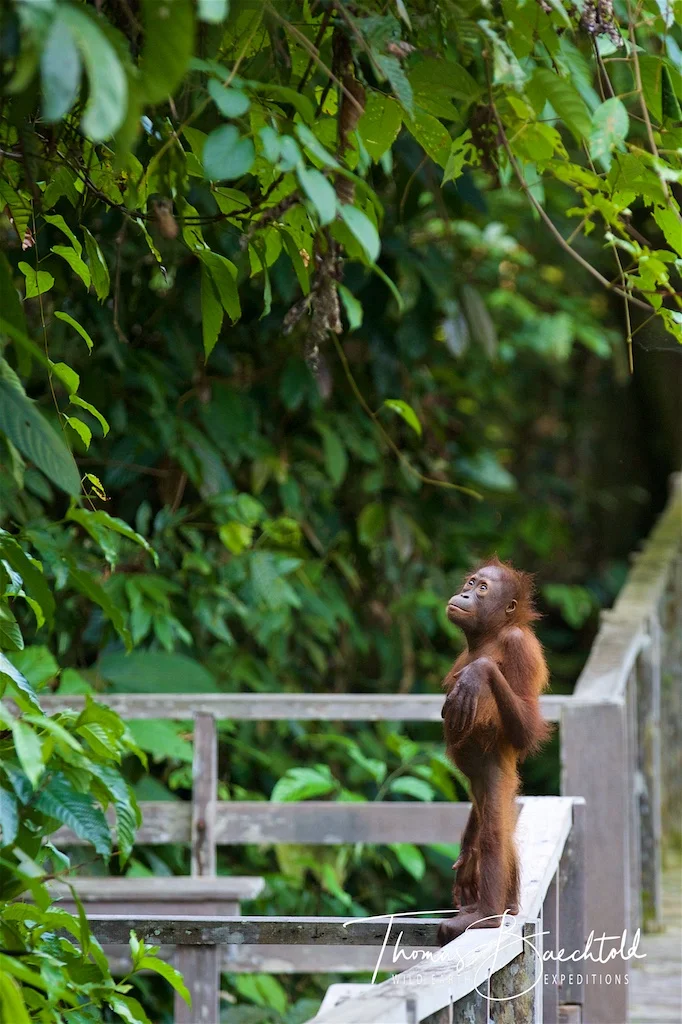 Orangutan, Sepilok - Borneo - Wild Earth Expeditions