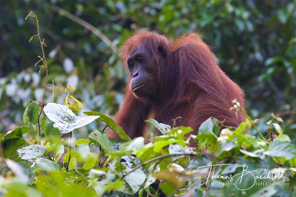 Orangutan, Sepilok - Borneo - Wild Earth Expeditions