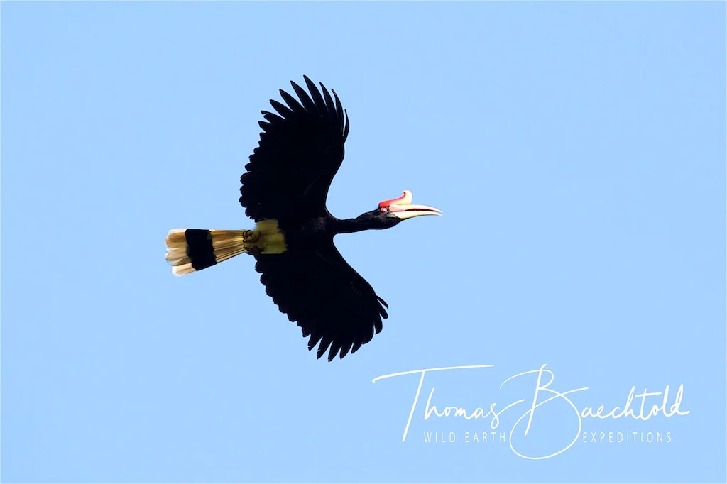 Bird in flight, Sepilok - Borneo - Wild Earth Expeditions