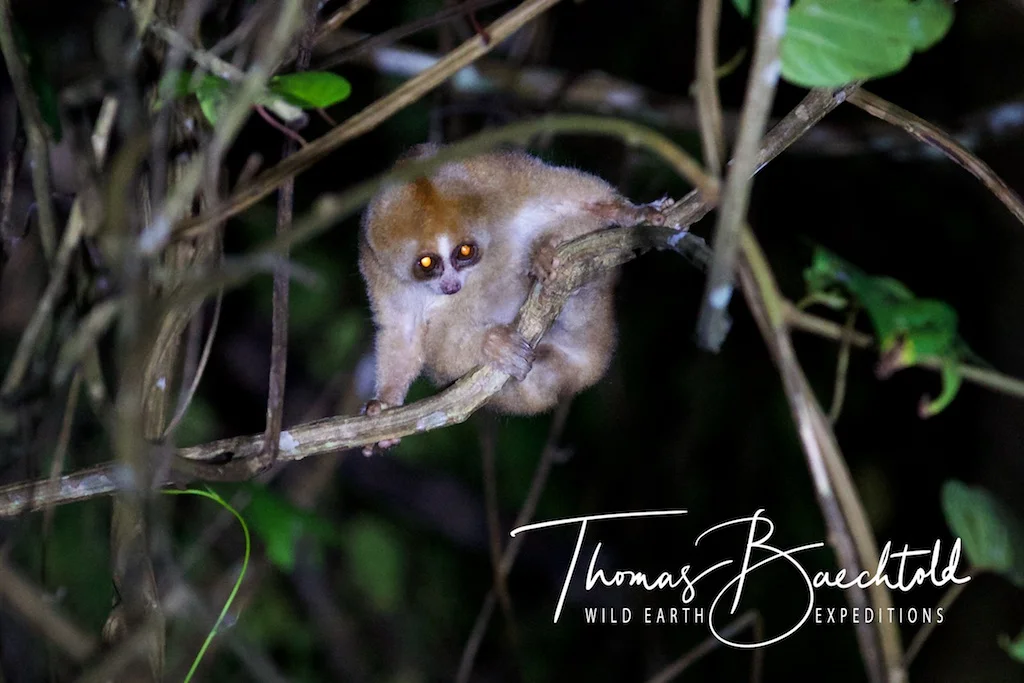 Slow Loris, night walk Sepilok - Borneo - Wild Earth Expeditions