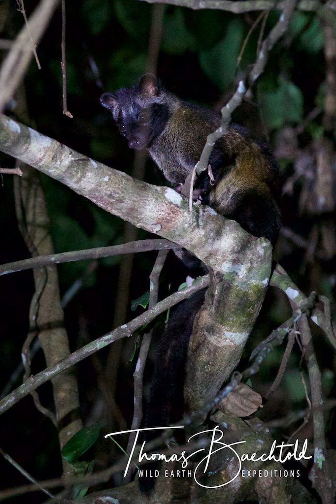 Night walk Sepilok - Borneo - Wild Earth Expeditions