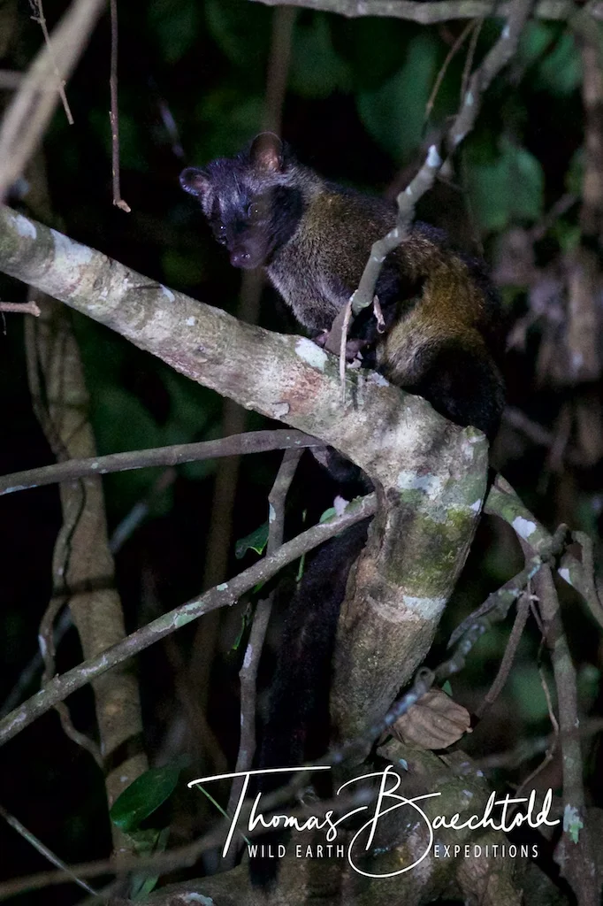 Night walk Sepilok - Borneo - Wild Earth Expeditions