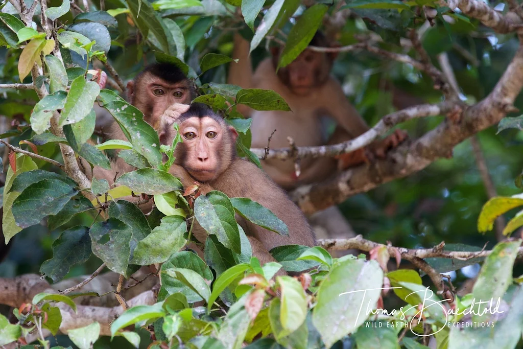 Macaques Monkey, Danum Valley - Borneo - Wild Earth Expeditions