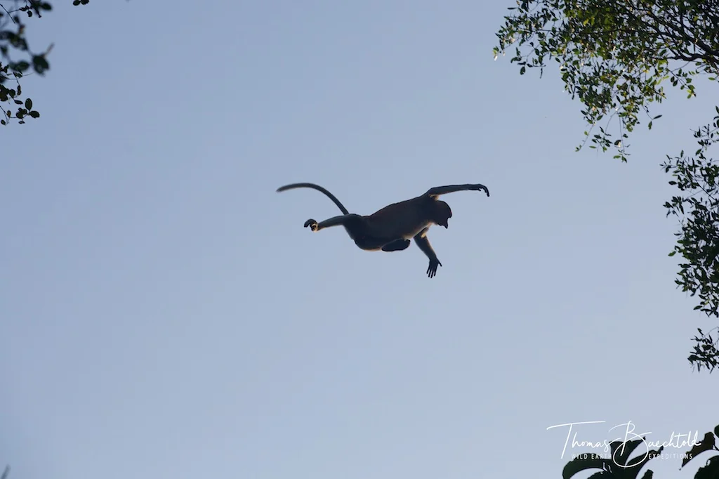 Monkey leaping through the trees, Danum Valley - Borneo - Wild Earth Expeditions