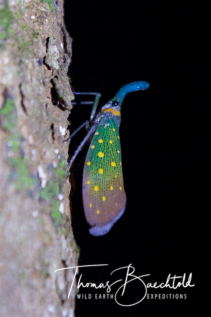 Night walk, Danum Valley - Borneo - Wild Earth Expeditions