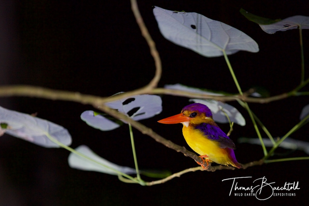 Night walk, Danum Valley - Borneo - Wild Earth Expeditions
