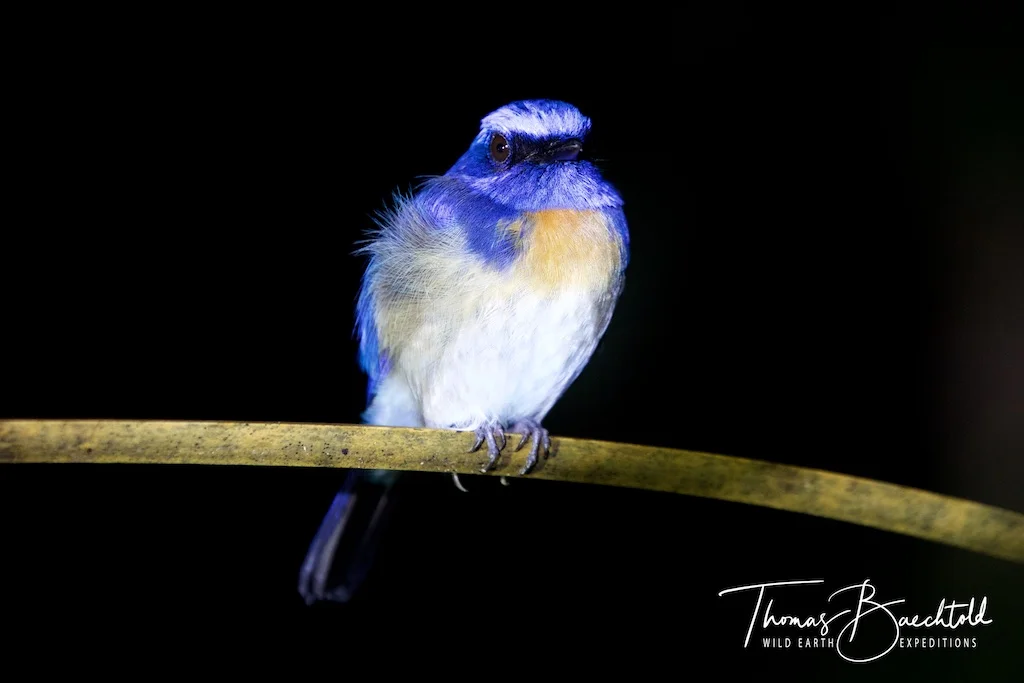 Night walk, Danum Valley - Borneo - Wild Earth Expeditions