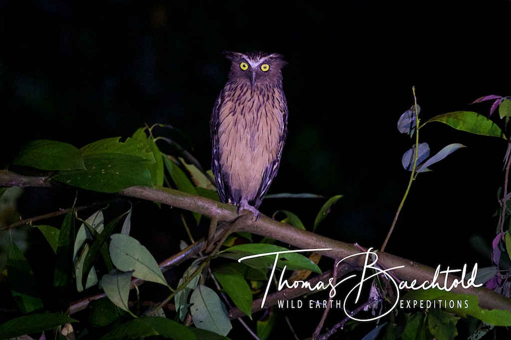 Night walk, Danum Valley - Borneo - Wild Earth Expeditions