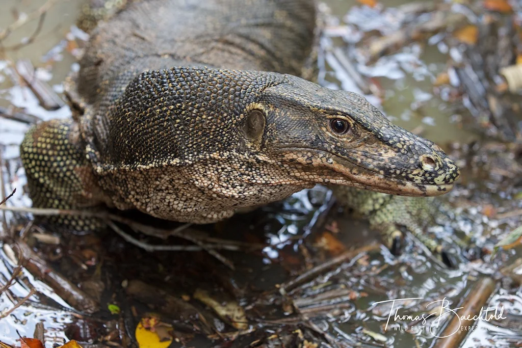 Kinabatangan River - Borneo - Wild Earth Expeditions