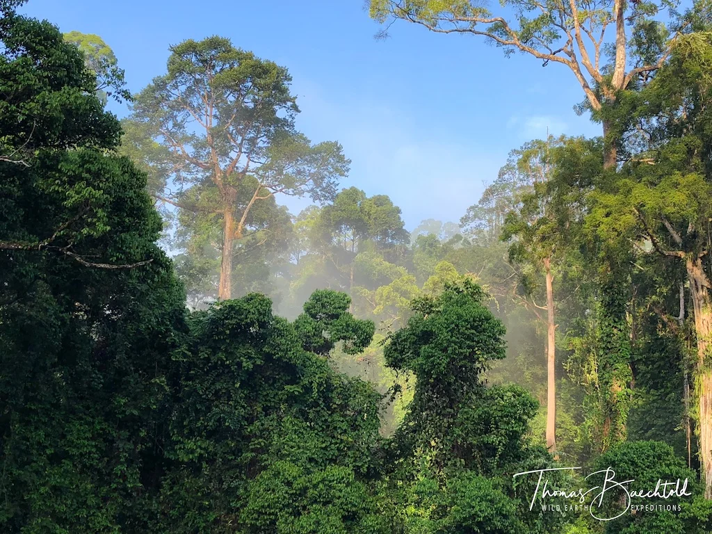Primary Rainforest of Danum Valley - Borneo - Wild Earth Expeditions