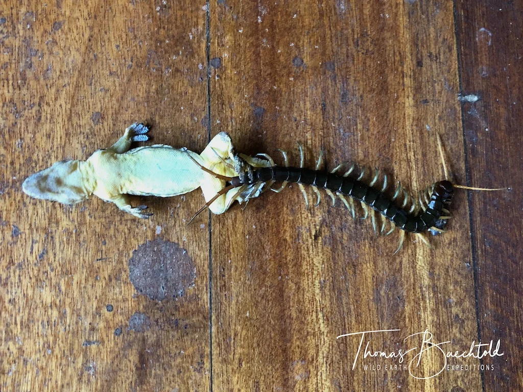 A centipede having lunch, Danum Valley - Borneo - Wild Earth Expeditions